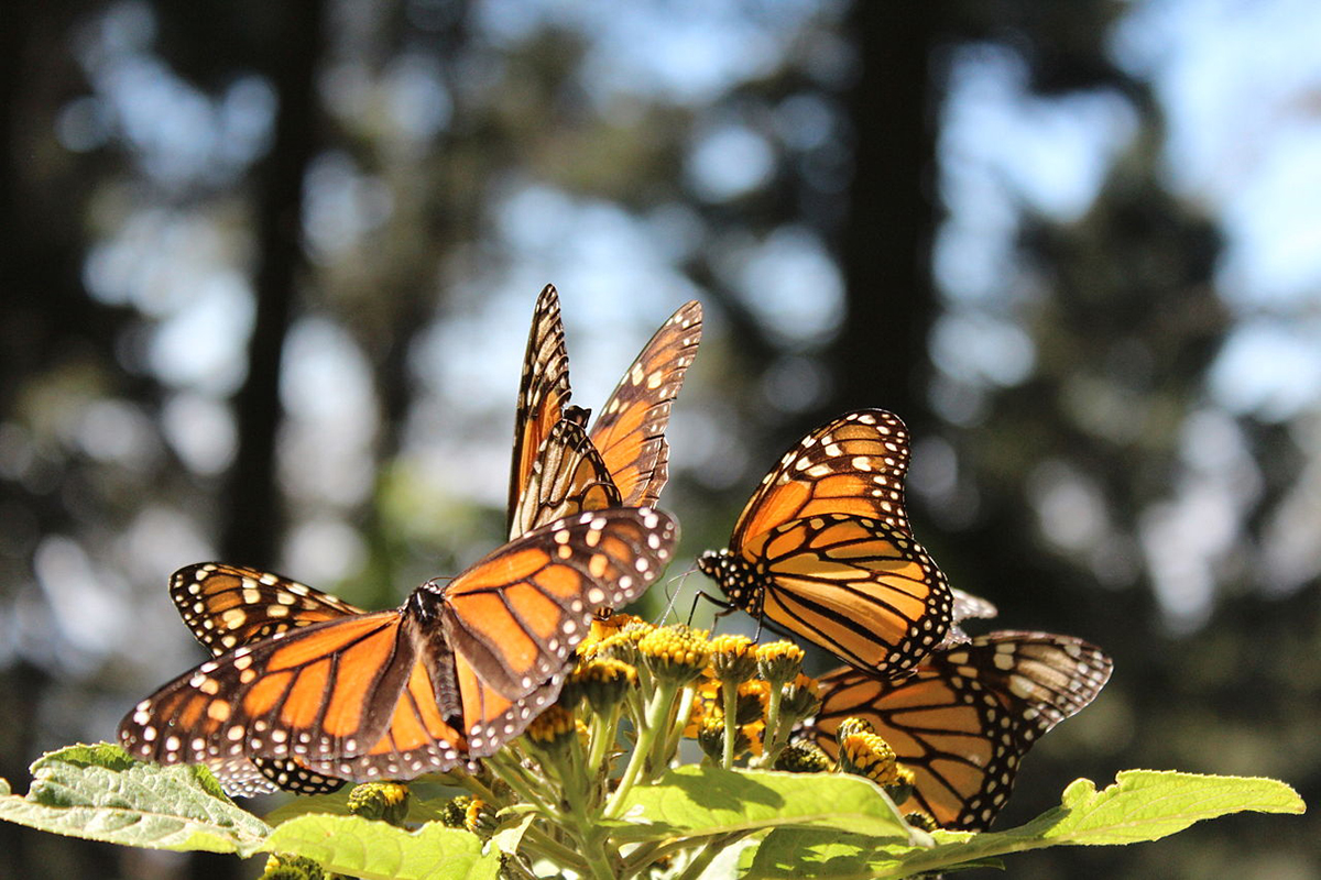 Michoacán Monarch Butterfly